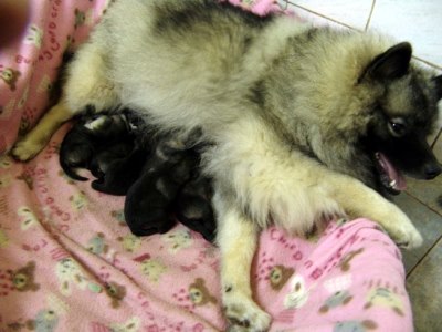 cuccioli